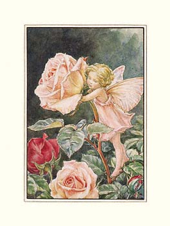 Bild Rose gro�