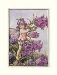 Bild Glockenblume klein