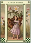 Postkarte Buschwindr�schen