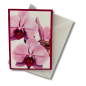 Preview: Mini-Karte Phalaenopsis pink