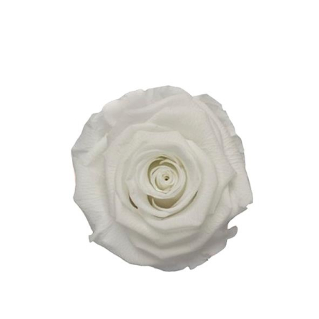 Stabilisierte Rose weiß