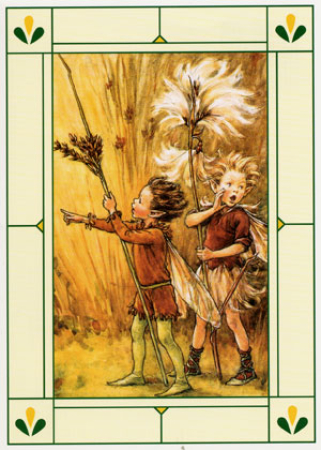 Postkarte Wollgras & Moorbinse