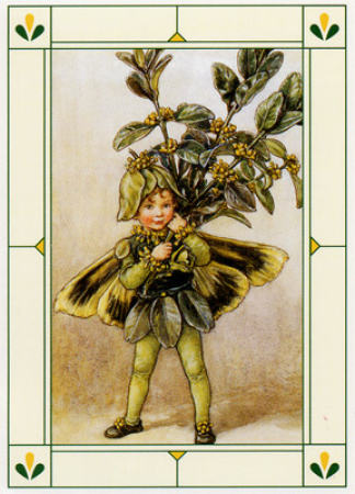Minikarte Buchsbaum