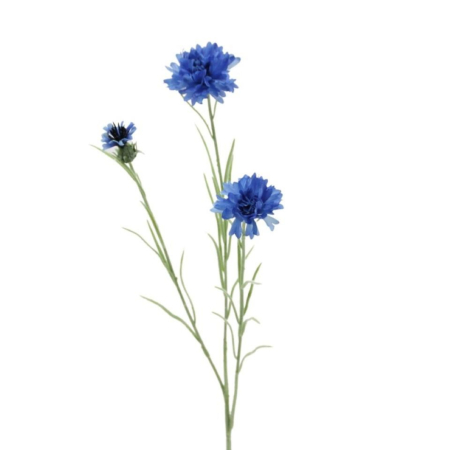 Kornblumen