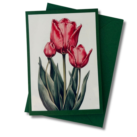 Mini-Karte Papageientulpe