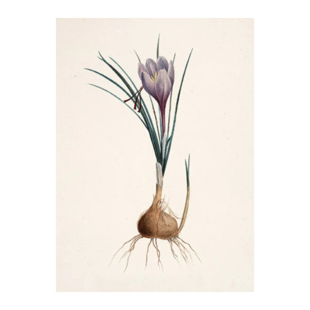 Doppelkarte Krokus