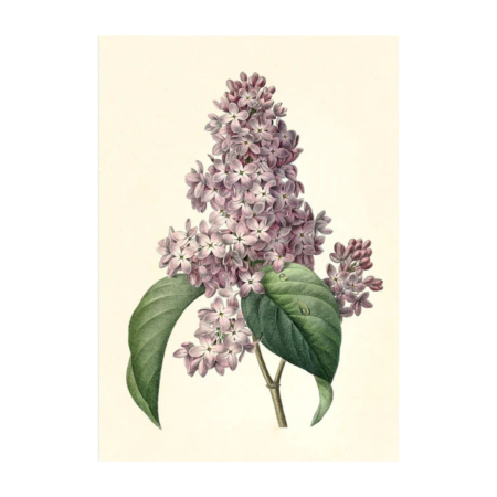 Doppelkarte Fliederblüte