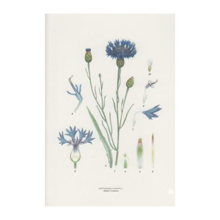 Doppelkarte Kornblume