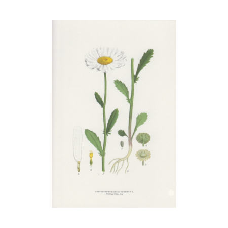 Doppelkarte Gänseblümchen