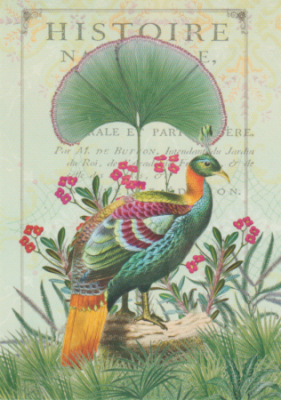 Postkarte Paon