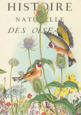 Postkarte Oiseaux