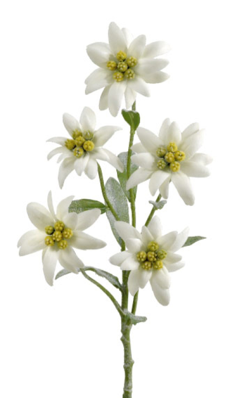 Edelweiß