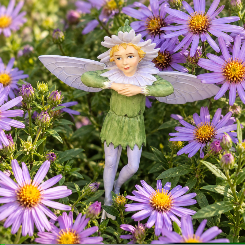 Flower-Fairy Elfe Aster (Box)