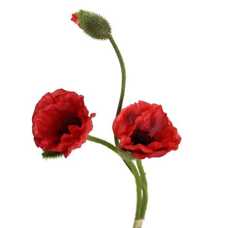 Mohnblume