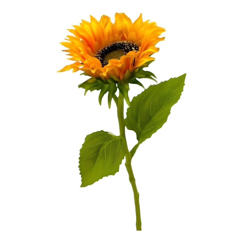 Sonnenblume