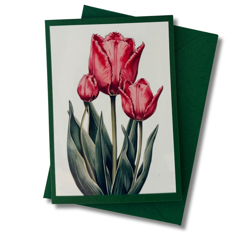 Mini-Karte Papageientulpe