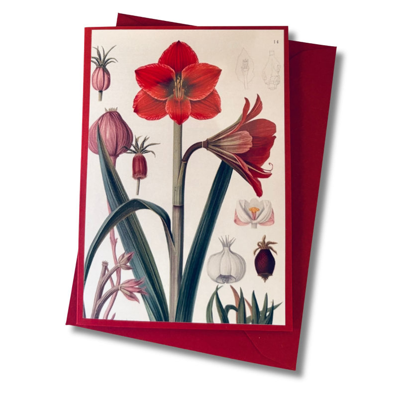 Mini-Karte Amaryllis