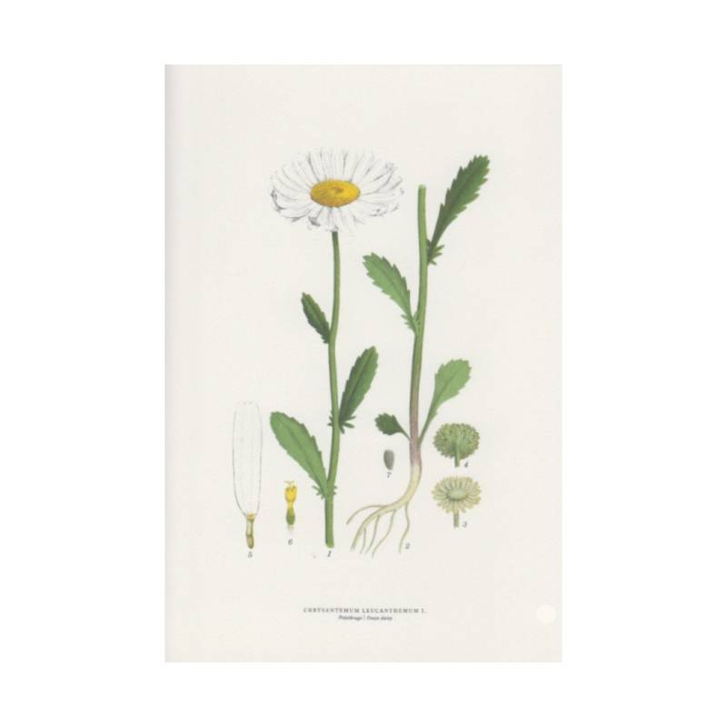 Doppelkarte Gänseblümchen