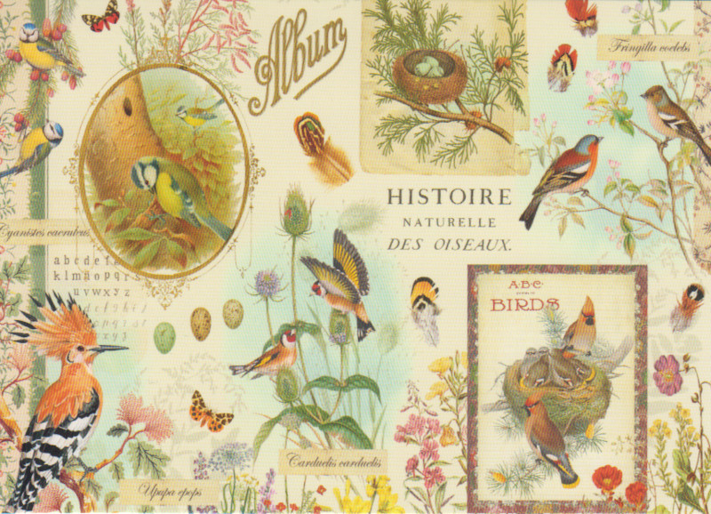 Postkarte Histoire Naturelle des Oiseaux